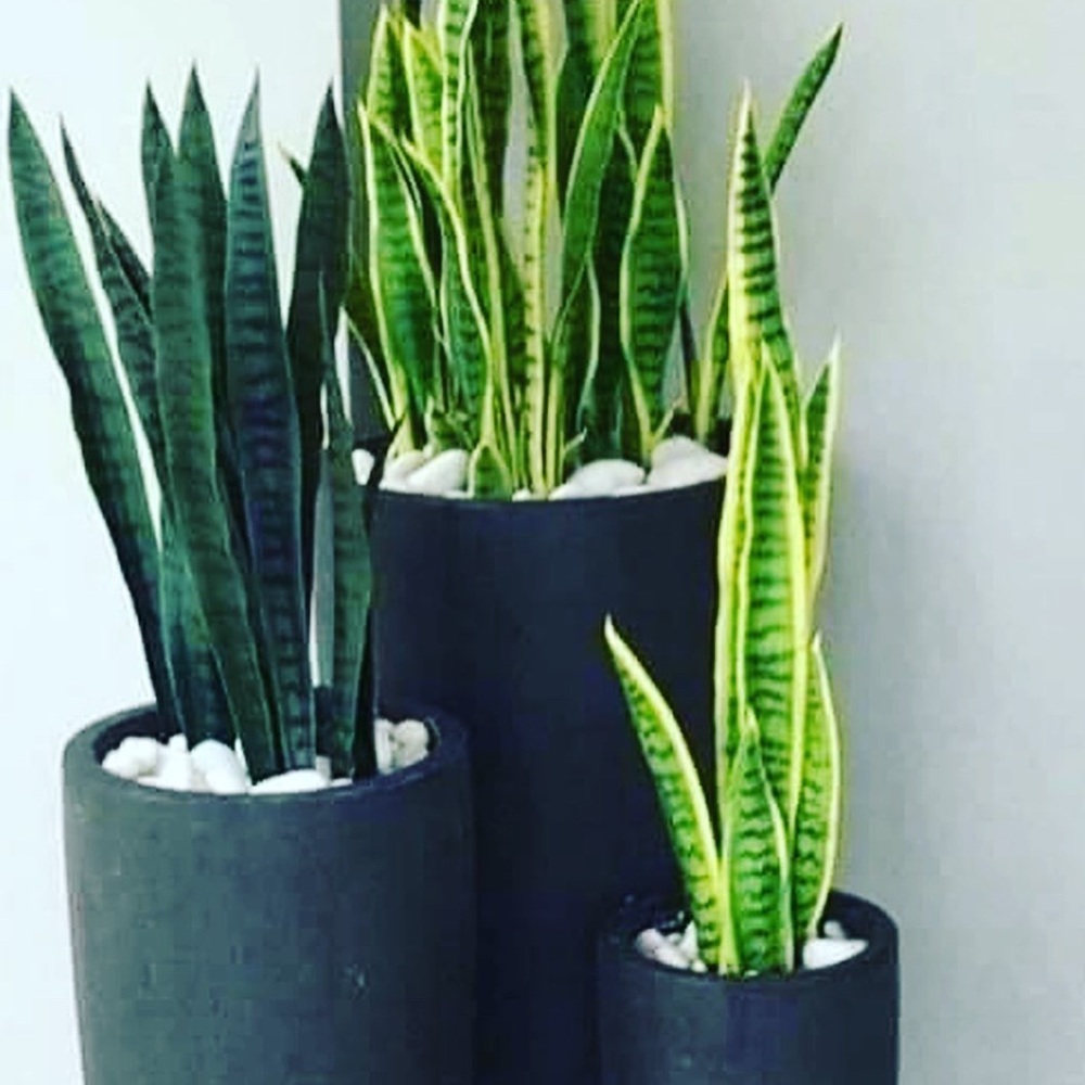 Plant Air purifier mother-in-law tongue snake - Picture 4 of 9